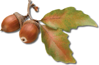 CPDG Acorn CPD