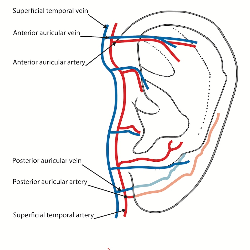 Ear arteries and veins CPDG