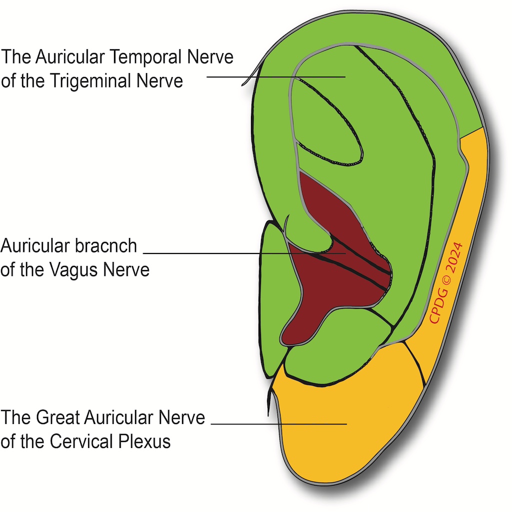 Ear nerves picture