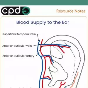 Ear arteries and veins blood supply to the ear
