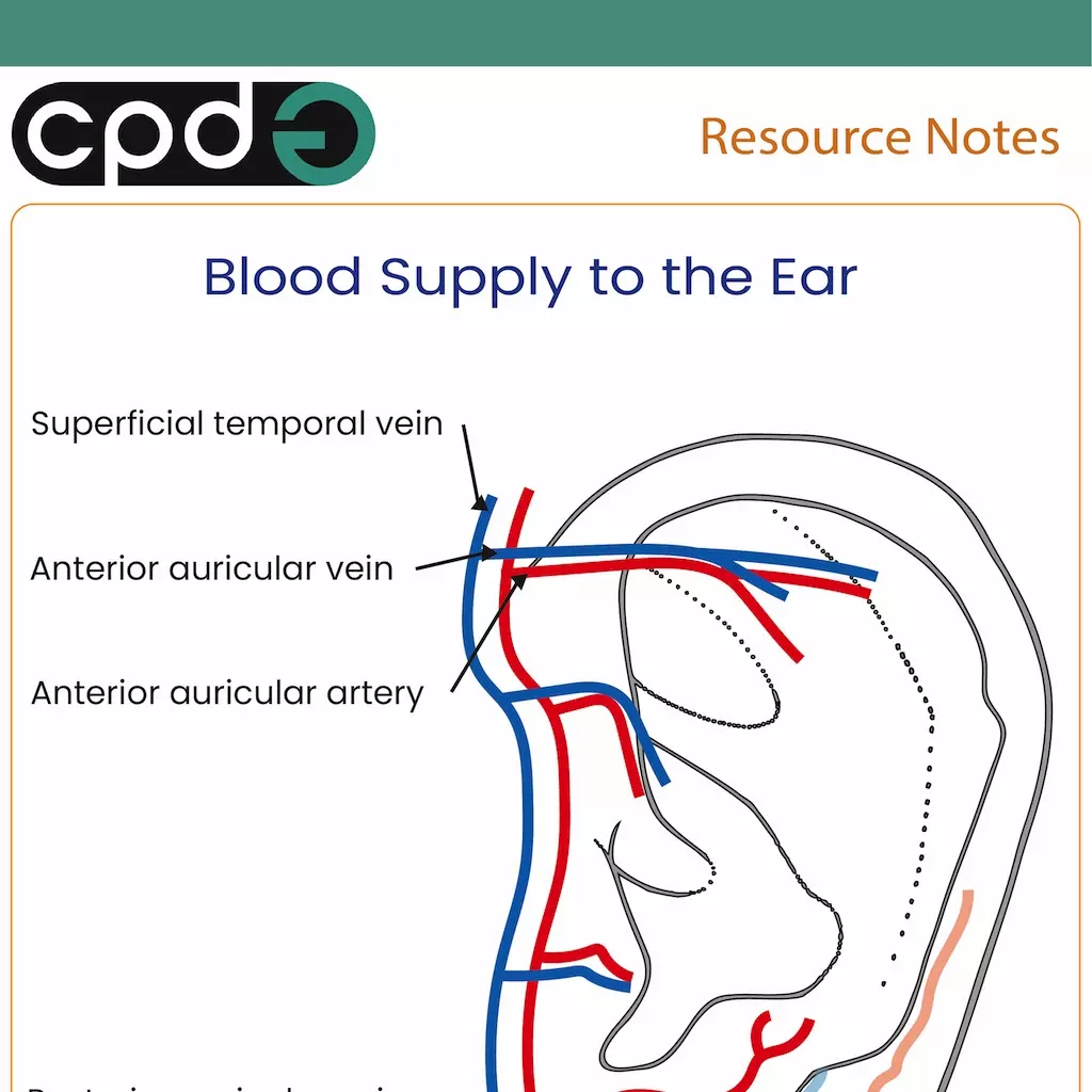 Ear arteries and veins blood supply to the ear