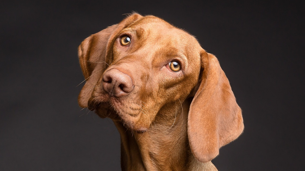 CPDG attentive body language