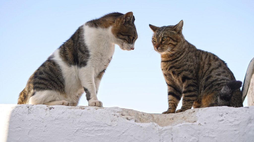 CPDG recognising body language